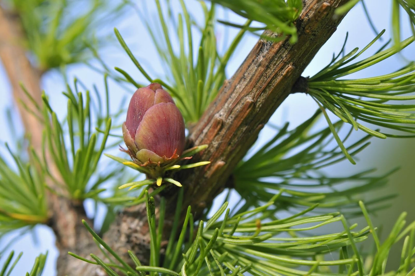 Live Plant - American Larch Tree (Tamarack Tree) - 10-12" Tall Live Plant - Larix laricina