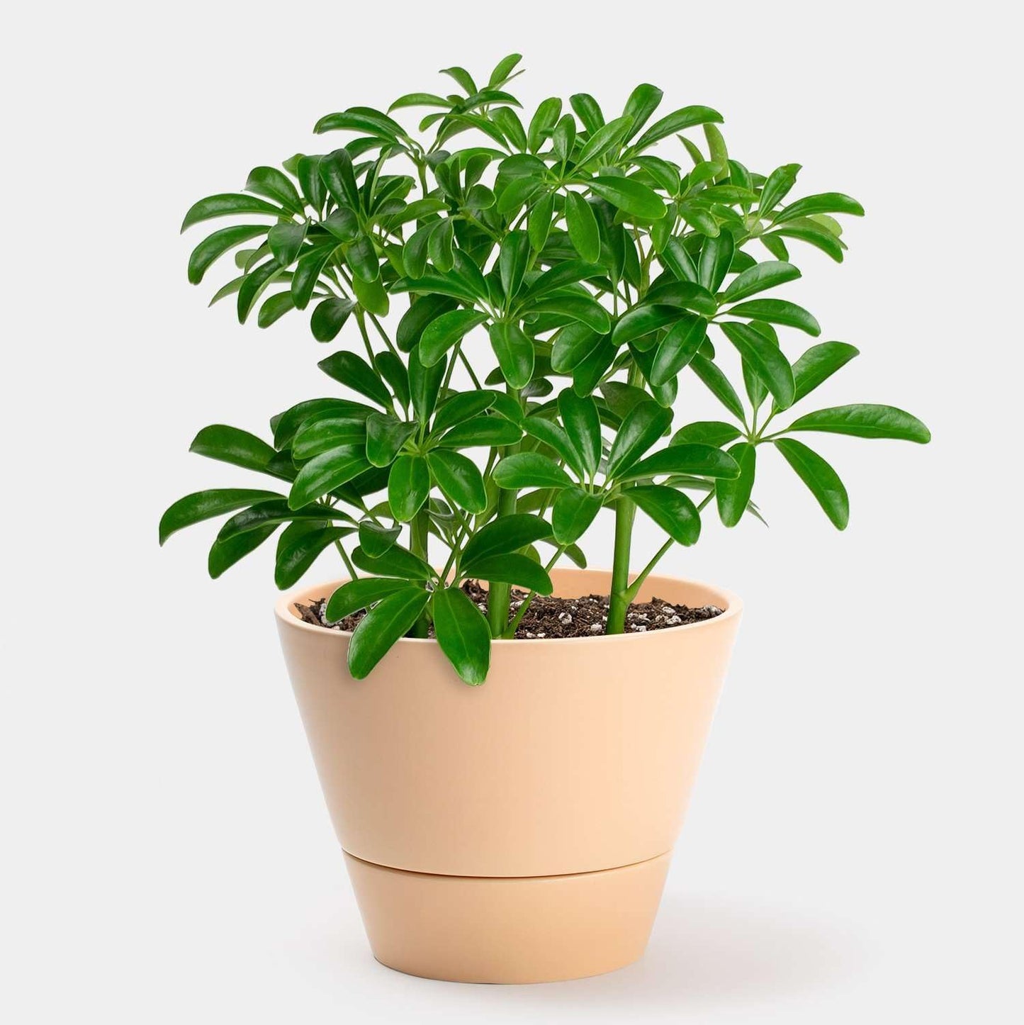 Schefflera Arboricola Live Plant for Indoor | Different Houseplants in 4'' & 6'' Pot | Real House Plant for Living Room, Office, Desk & Bathroom | Dwarf Umbrella Tree
