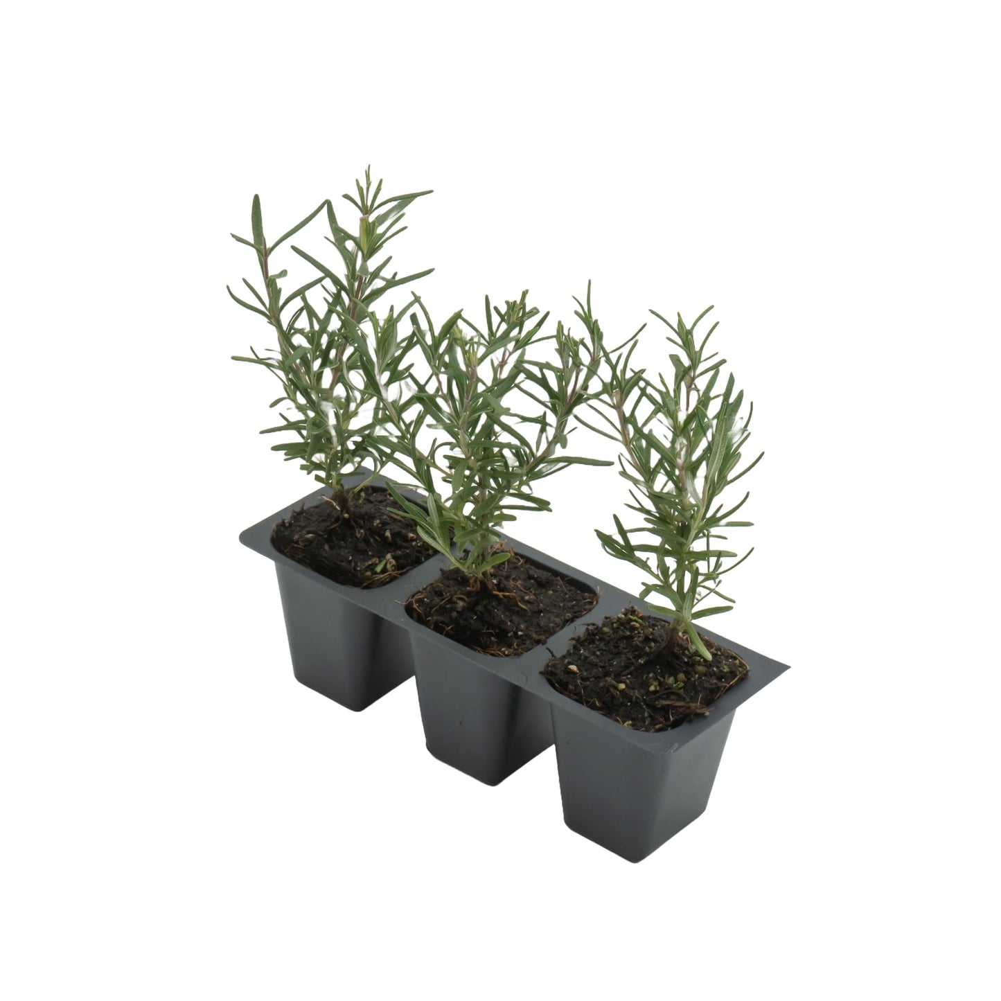 3 Tuscan Blue Rosemary, Live Plants – Rosmarinus Officinalis – Hardy & Fragrant Herb in 2.5” Nursery Pots – Grows Up to 5 Ft, Easy to Maintain, Great for Cooking, Landscaping & Aromatherapy