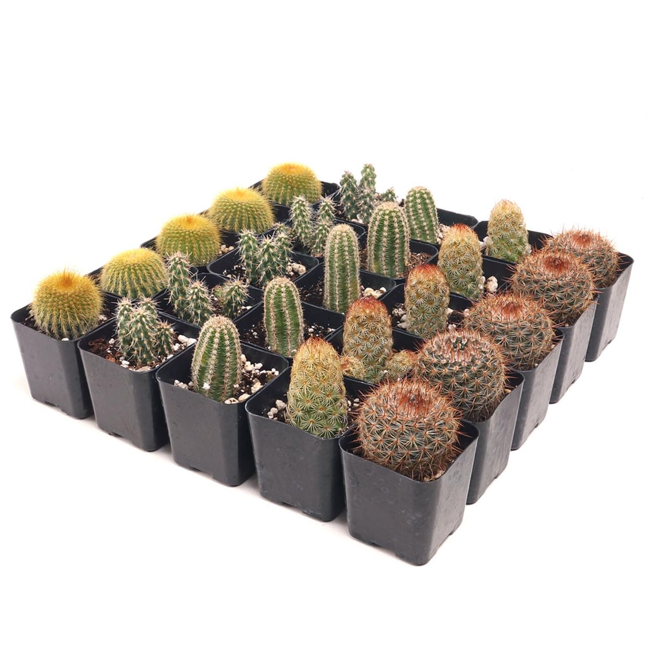 Mountain Crest Gardens Cactus Bulk Pack - 25 Live Plants, 5 of Each Variety, Rooted in 2 Inch Pots - Real Cacti for DIY Arrangements, Displays & Desert-Themed Décor