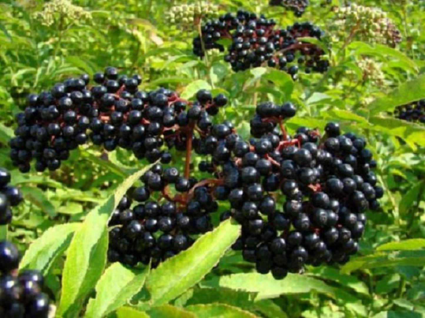 One Live Rooted Plant of Elderberry, Sambucus nigra, Sent Bare Root