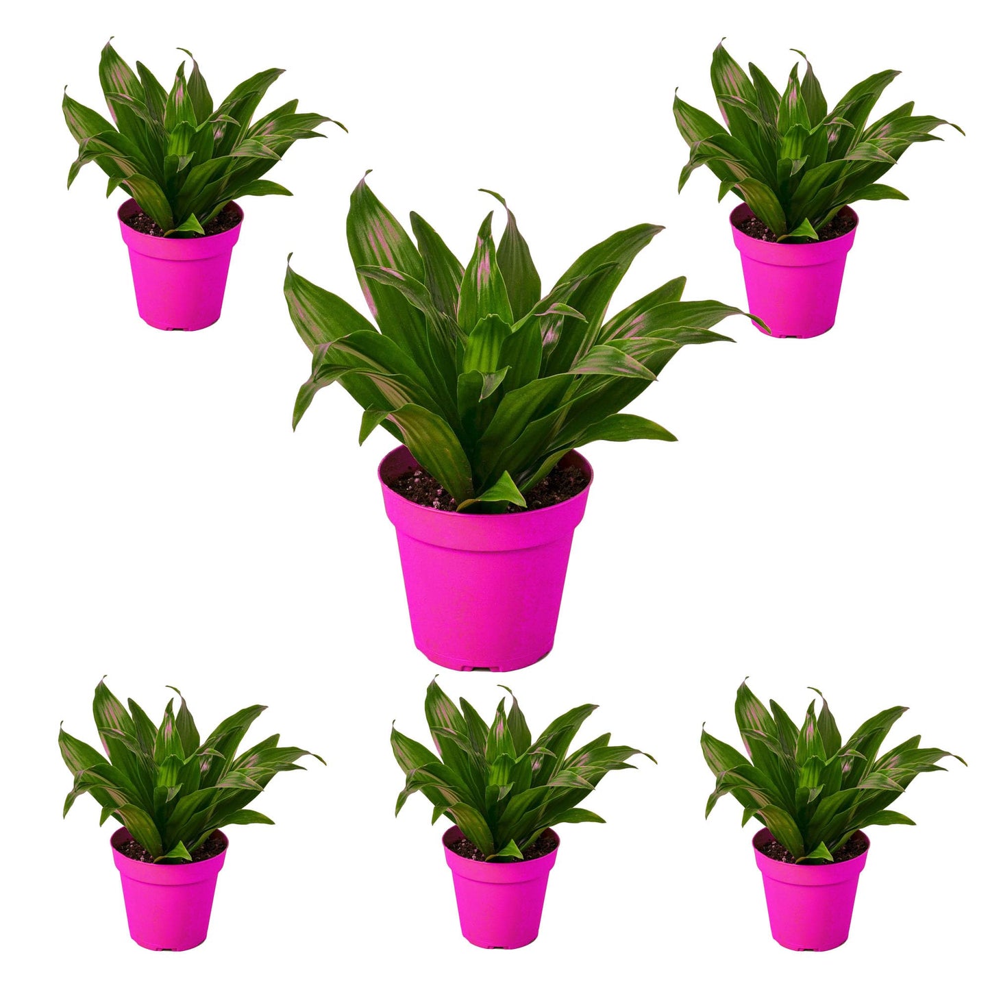 6 Pack Dracaena 'Janet Craig' in 3in Pot - Live Plants Tropical Houseplants | Variegated | USA Growers | The Snobby Leaf