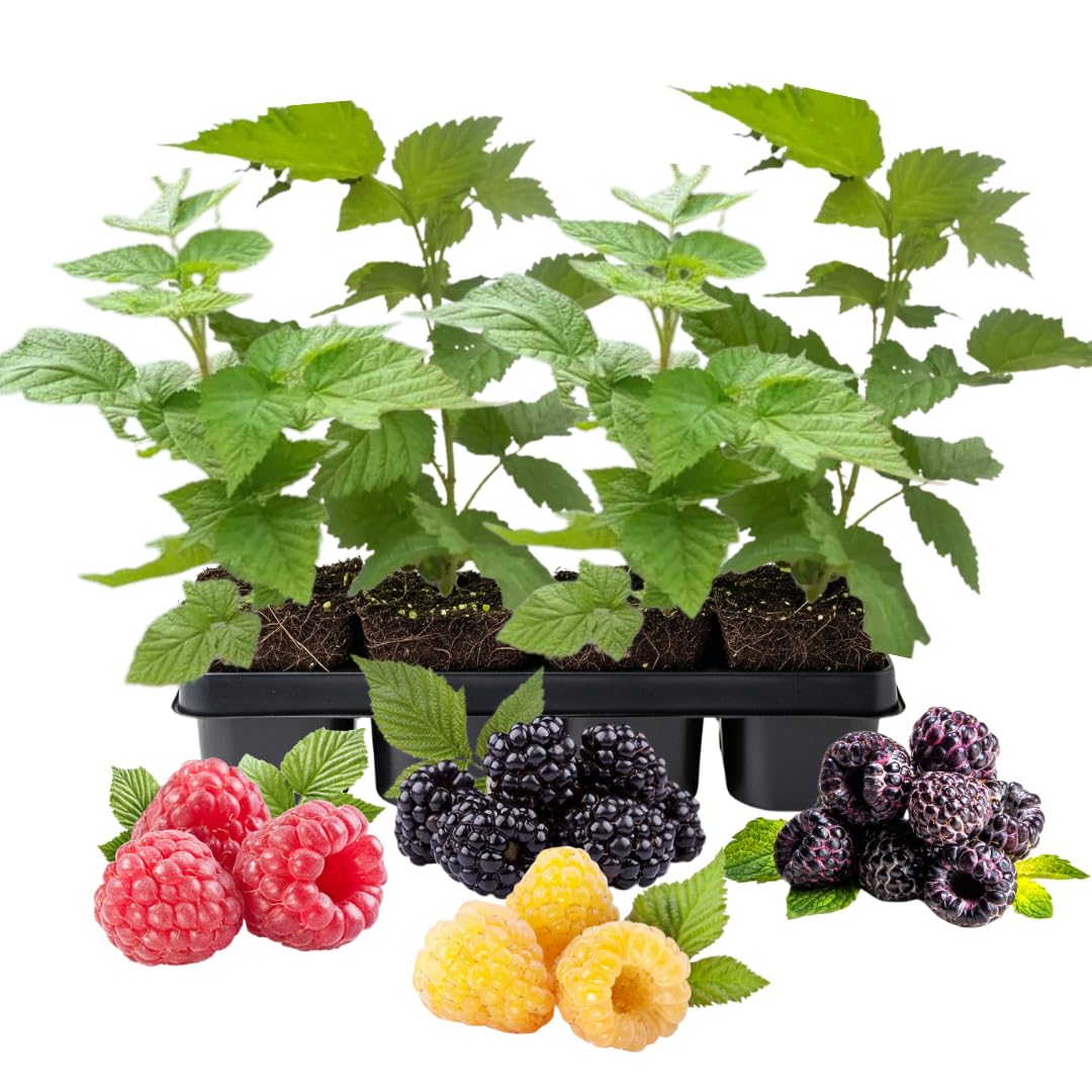 Set 4 Raspberry Plants Live 5 to 8 Inch Tall, Raspberry Bush Live Plants, Sweet Raspberries Fruit Seedlings (Mixed Raspberry)