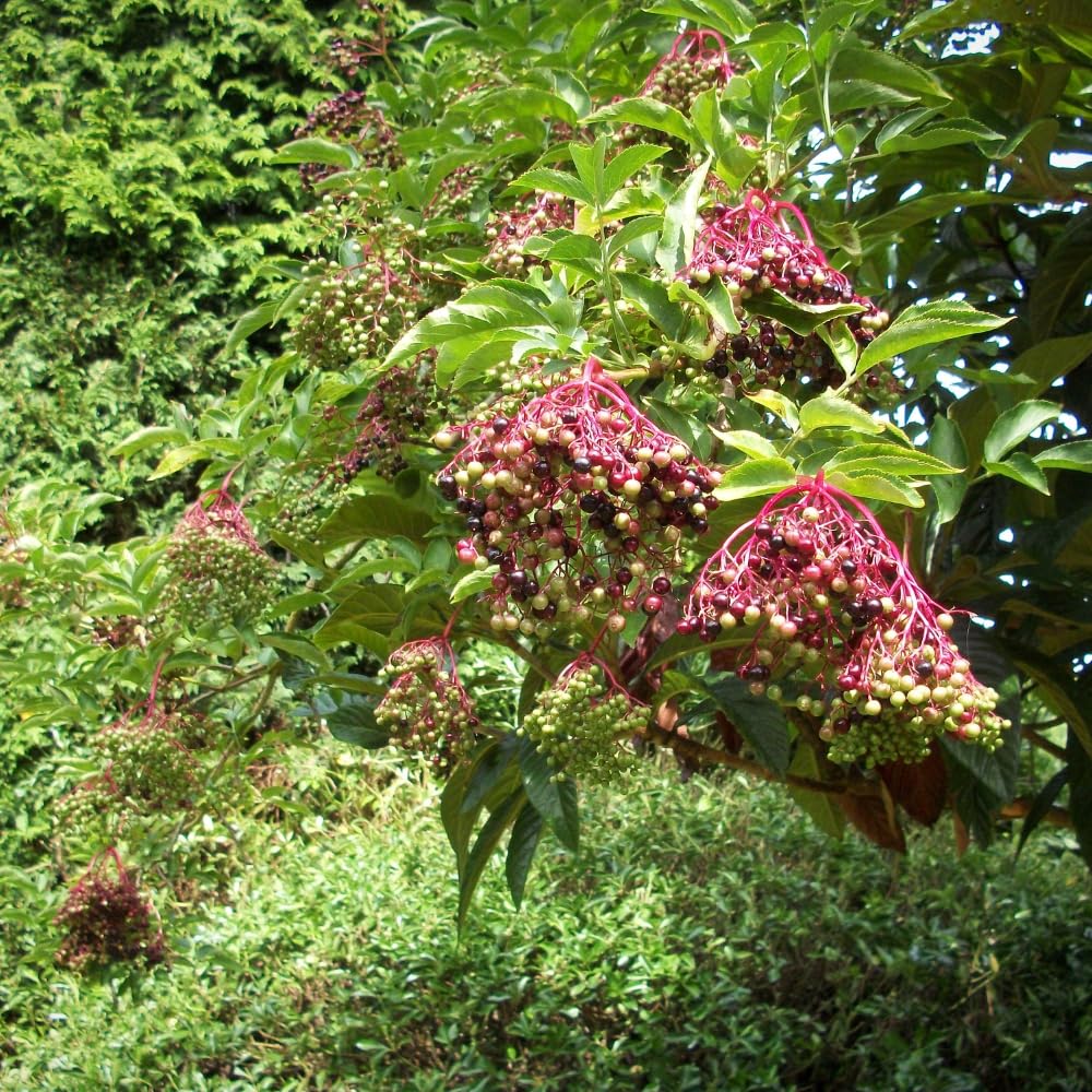 Elderberry Plant Shrub (Sambucus Canadensis), 1 Quart Pot, Hardy Elderberry Bush, Easy to Grow White Flowering Shrub with Dark Berries for Outdoor Planting