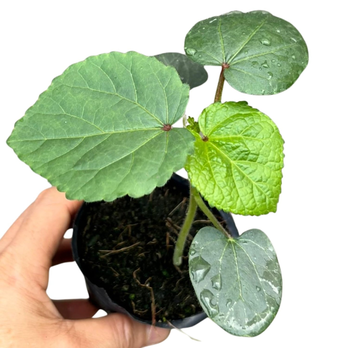 Set 2 Live Green Okra Plants, 4 to 6 Inches Tall, 4 Inches Pot, Okra Vegetable Plants Live Potted for Planting Outdoor