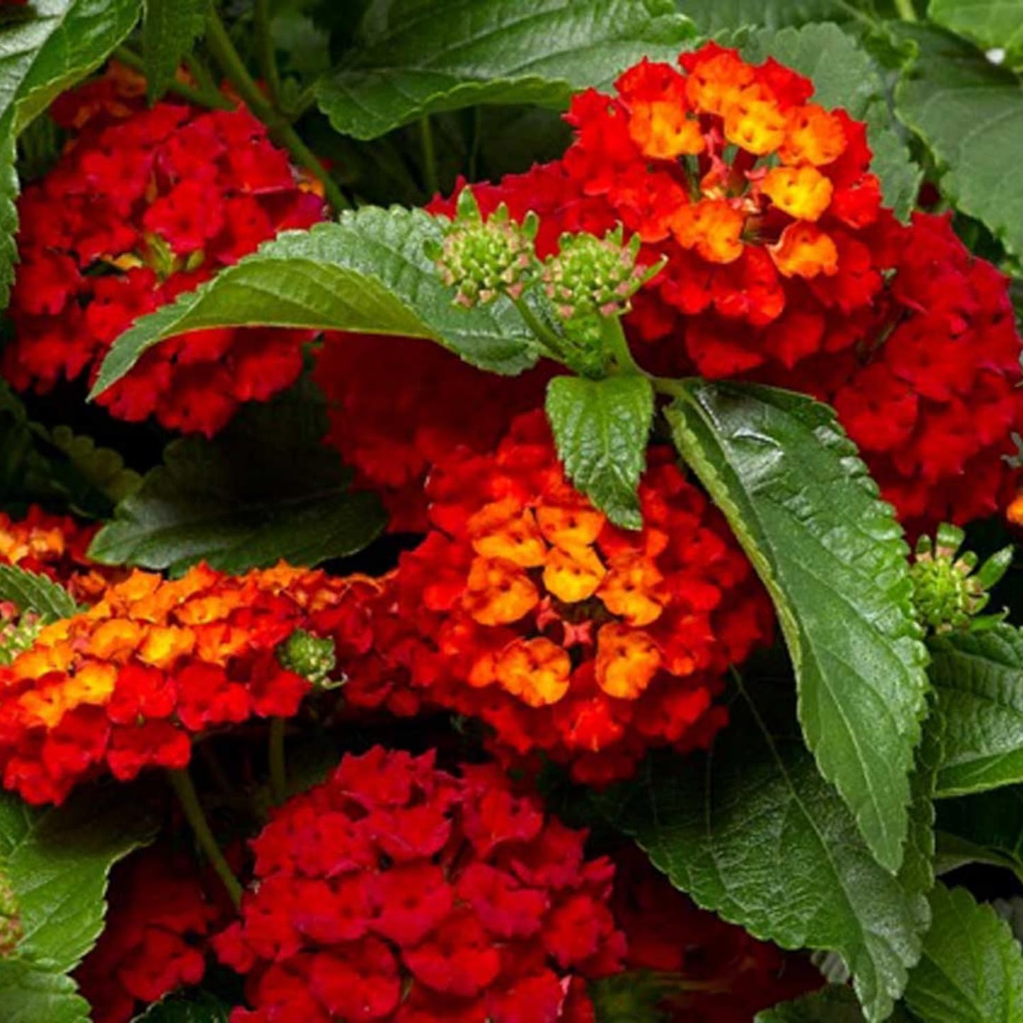 2 Red Lantana Plants Live Trees, Ready to Bloom, Hardy Long Blooming Seasons, Vibrant Colorful Perennial Fragrant, 5-10" in Tall, Full Sun Growing