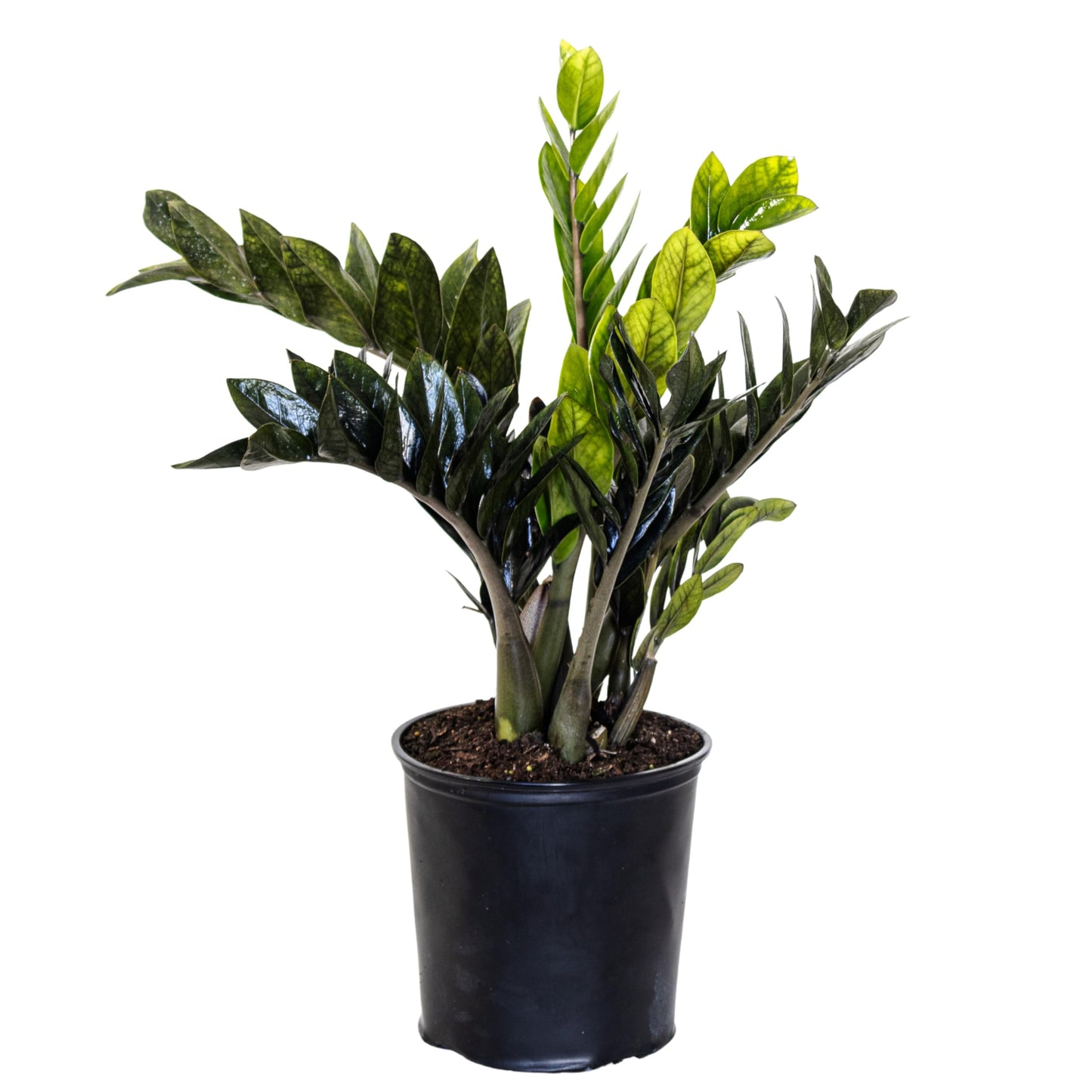 United Nursery Black ZZ Plant – 10-Inch Grower Pot – 24–26” Tall – Zamioculcas zamiifolia ‘Black’ – Low-Light, Easy-Care Indoor Plant with Glossy Dark Foliage – Modern Tropical Houseplant