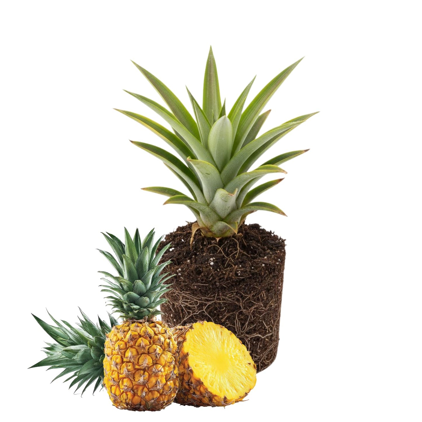 Pineapple Plant Live, Sweet Gold Pinapple Tree Live Plant, 4-6'' Tall for Outdoor Growing
