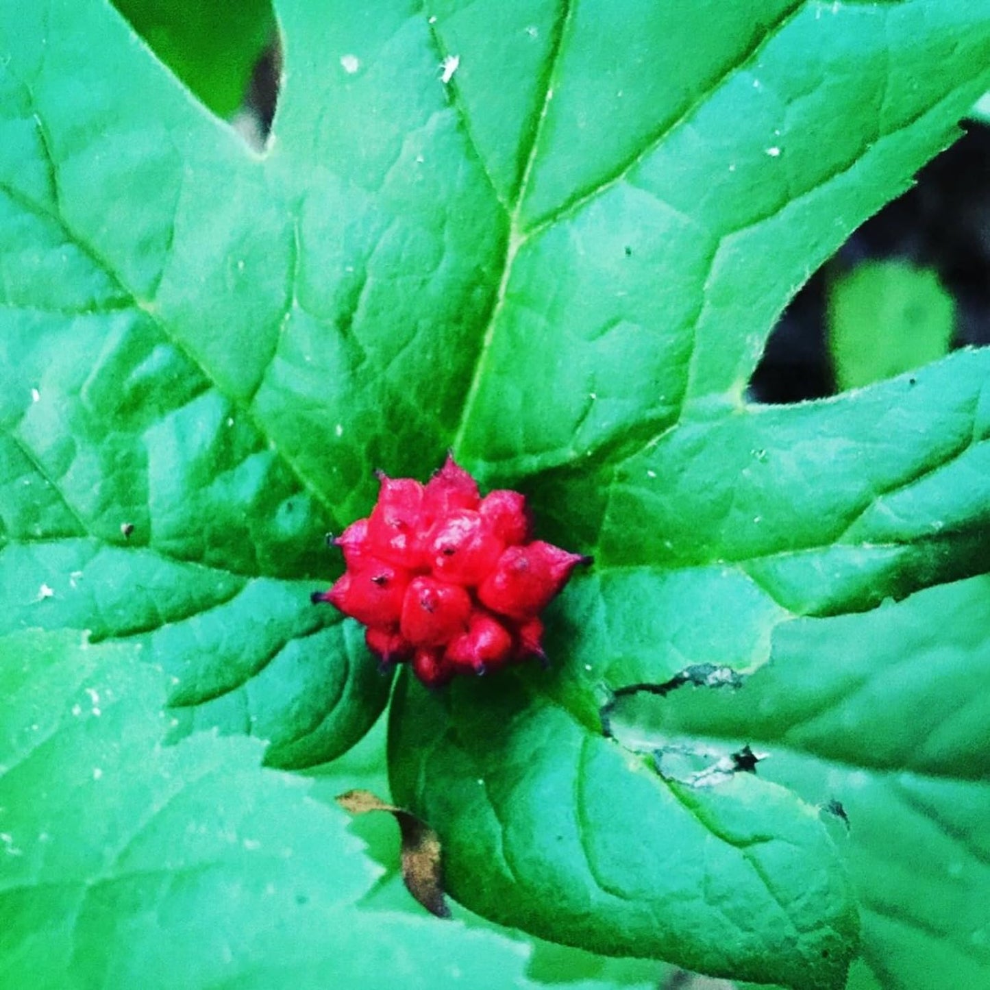 Pack 10 Goldenseal Roots, Golden Seal Live Plants for Outdoor Growing