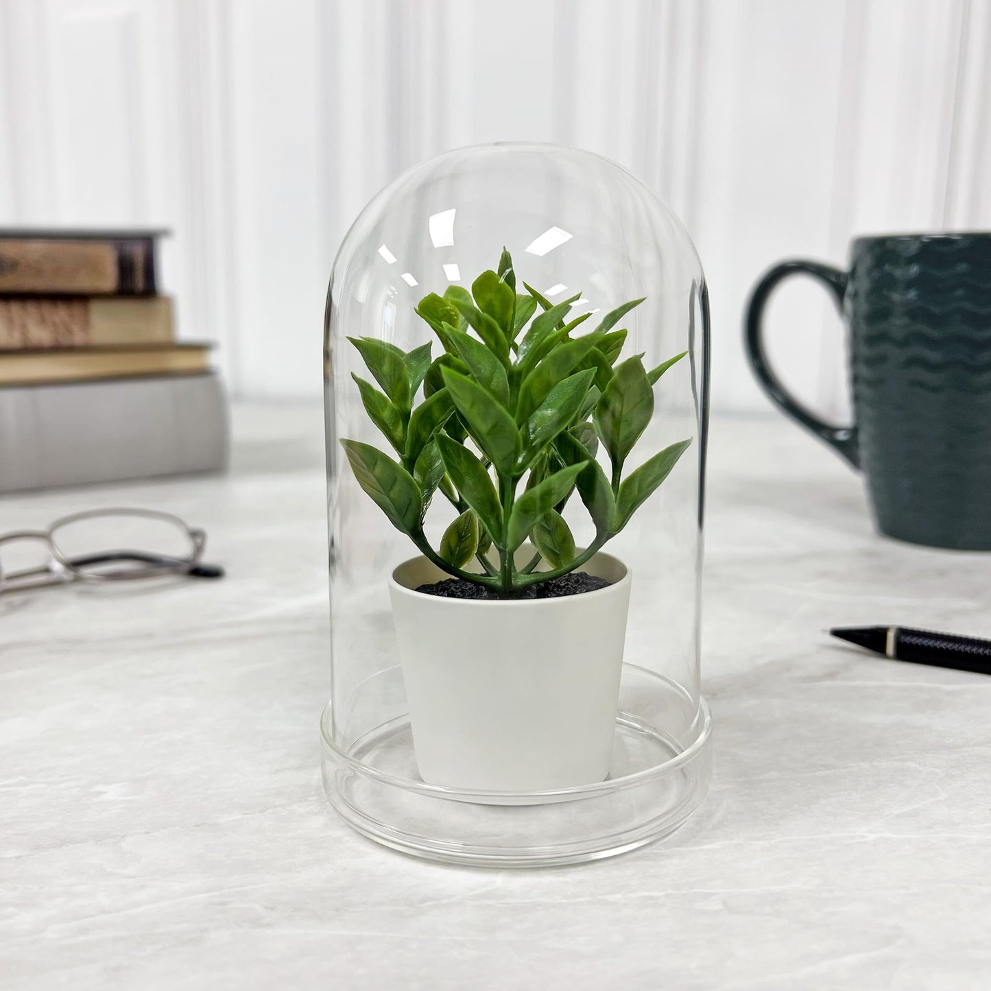 Plymor 3" x 5" Glass Display Dome Cloche (Clear Glass Tray Base)