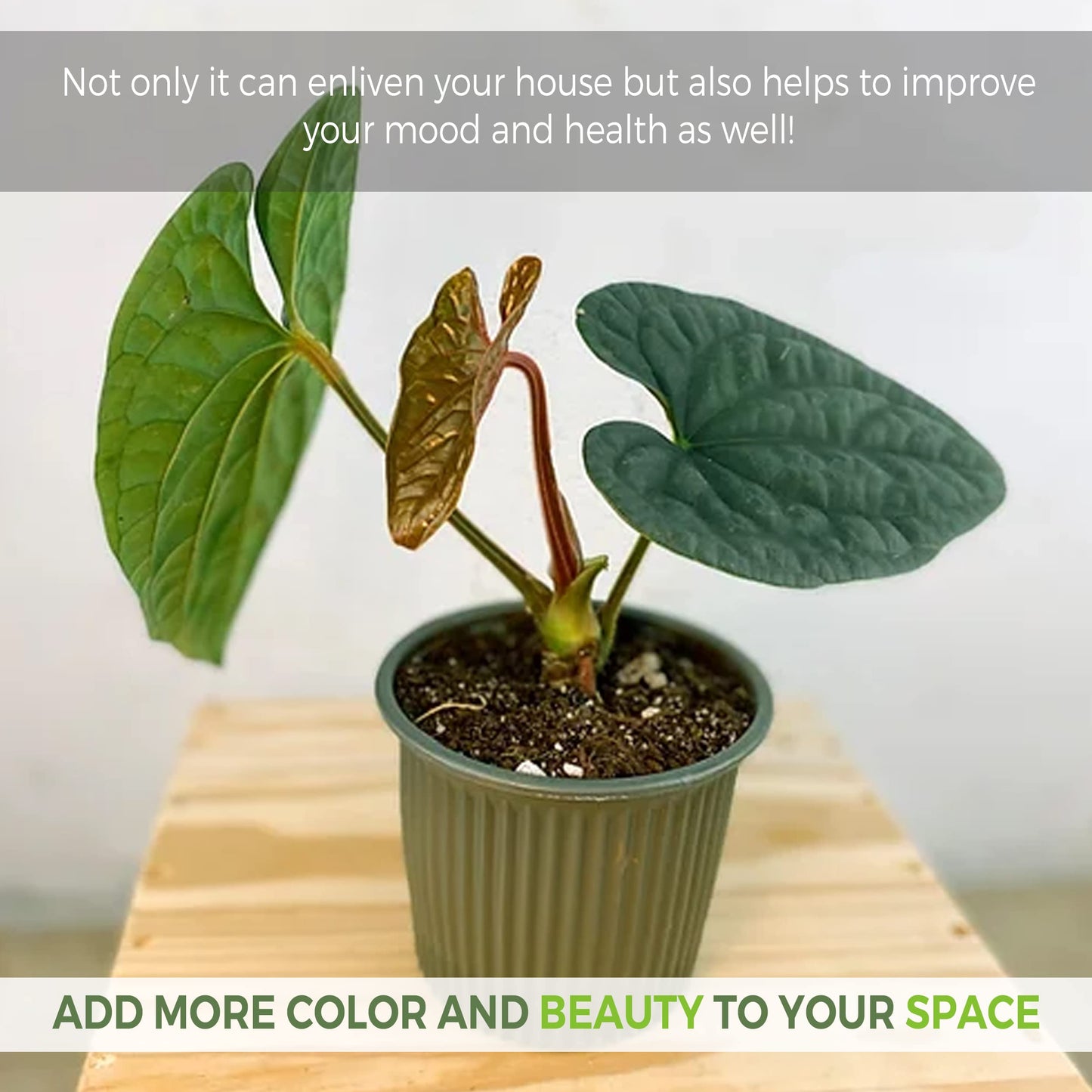 LEAL PLANTS ECUADOR Anthurium Luxurian | Exotic Green Indoor House Plant | Rare Anthurium for Living Rooms | Stunning Crystallinum Houseplant | Low-Maintenance Tropical Plants