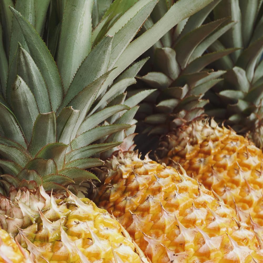 Set 2 Pineapple Plant Live, Pineapple Gold Plant Live, Tropical Sweet Fruit, 4-7 Inches in Height for Outdoor Gardening