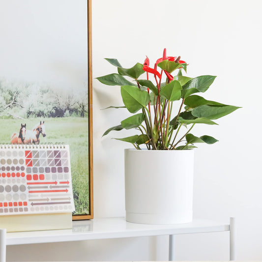 T4U 10/12.5/15/17.5 cm Plastic Flower Pot with Multiple Drainage Holes, Set of 4 Planters, Herb Pot with Saucer, Round Plant Pot for Indoor and Balcony Succulent Cactus, White