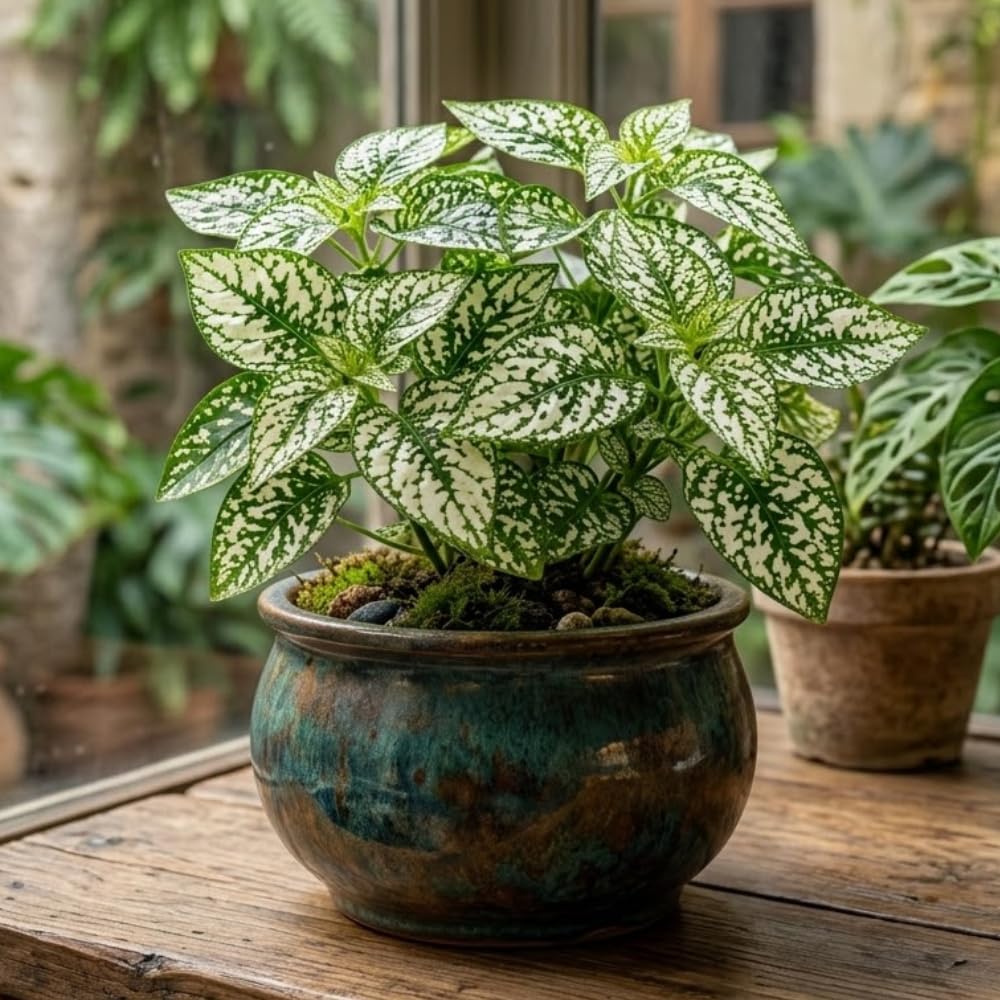 White Polka Dot Live Plant, Polka Dot Plant, Small Indoor Plants, 2.5 Inches Pot for Indoor or Outdoor Houseplant