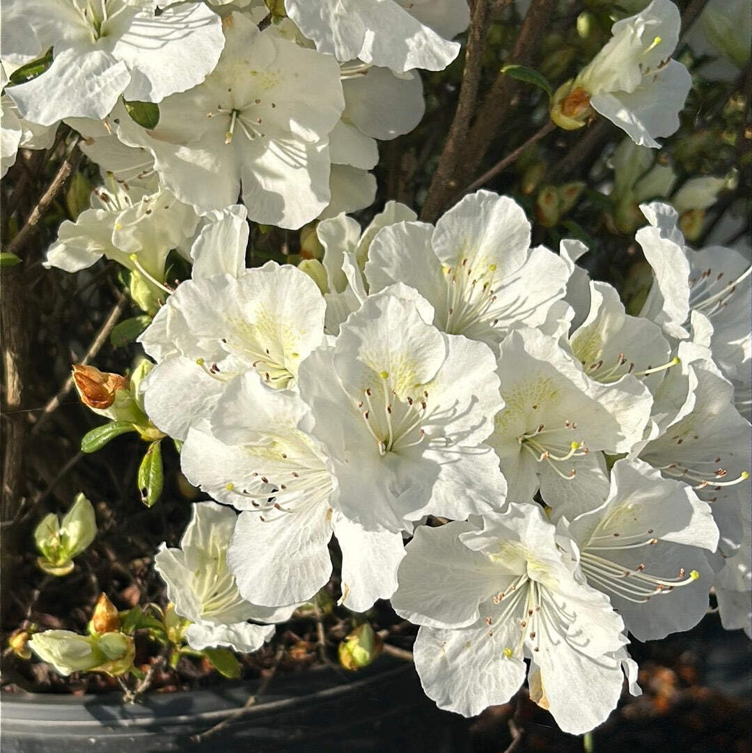 Azalea Pleasant White, 3 Gallon, Low Growing Evergreen Shrub, Part Sun, White Blooms