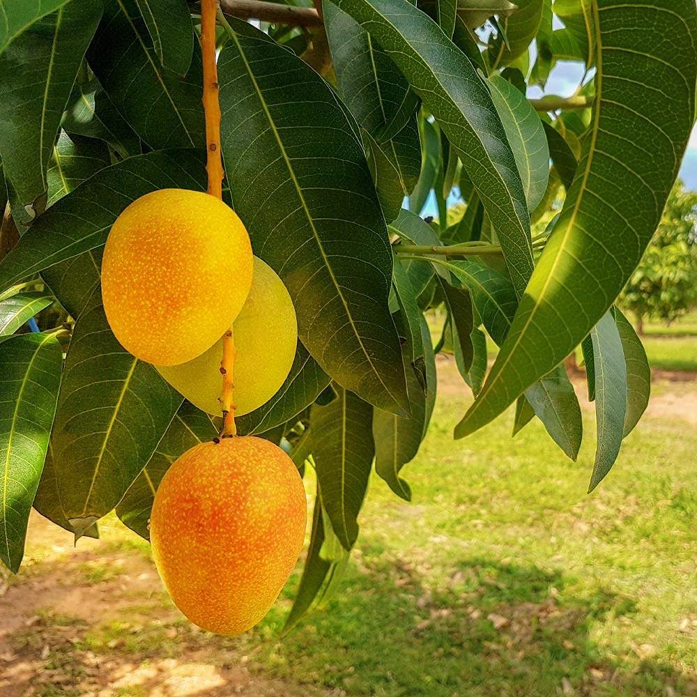 Mango Tree - Live Fruit Tree in a 3 Gallon Pot - Mangifera Indica 'Alphonso' - Tropical Edible Fruit Bearing Tree