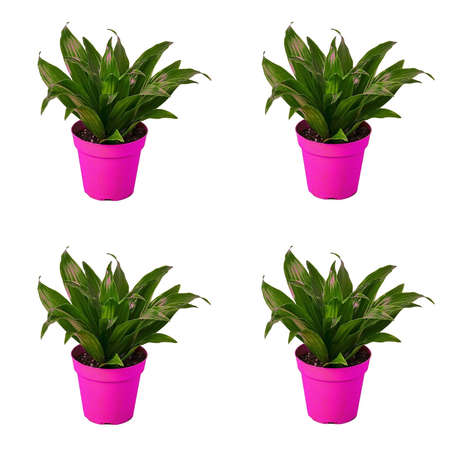 4 Pack Dracaena 'Janet Craig' in 3in Pot - Live Plants Tropical Houseplants | Variegated | USA Growers | The Snobby Leaf