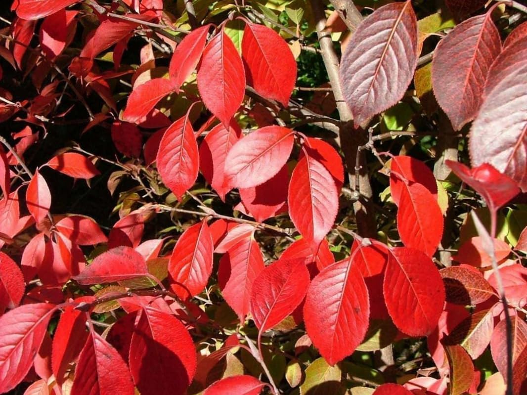Blackhaw Viburnum Shrub - 10-16" Tall Live Plant - Quart Pot - Black Haw Viburnum Bush Seedling - Edible Berries - Viburnum prunifolium