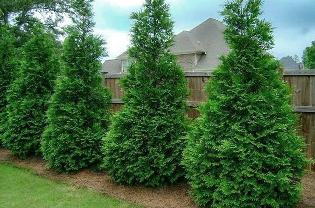 Live Plant - Thuja Green Giant Arborvitae Tree - Live Plant - 6-12" Tall Seedling - 3" Pot