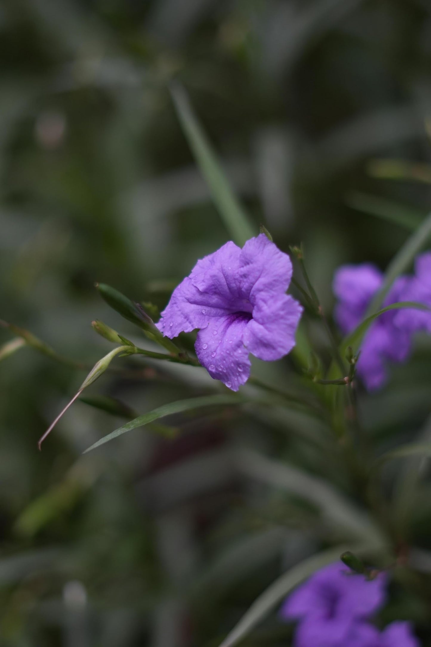 Purple Mexican Petunia Plants – Mexican Bluebell Pack of 3 Live Starter Plants (6-8 Inches Tall) – Ruellia brittoniana, Purple Showers, Fast-Growing