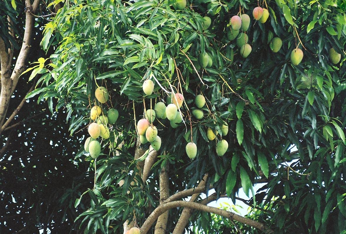 Mango Tree - Live Fruit Tree in a 3 Gallon Pot - Mangifera Indica 'Miracle Mango' - Tropical Edible Fruit Bearing Tree