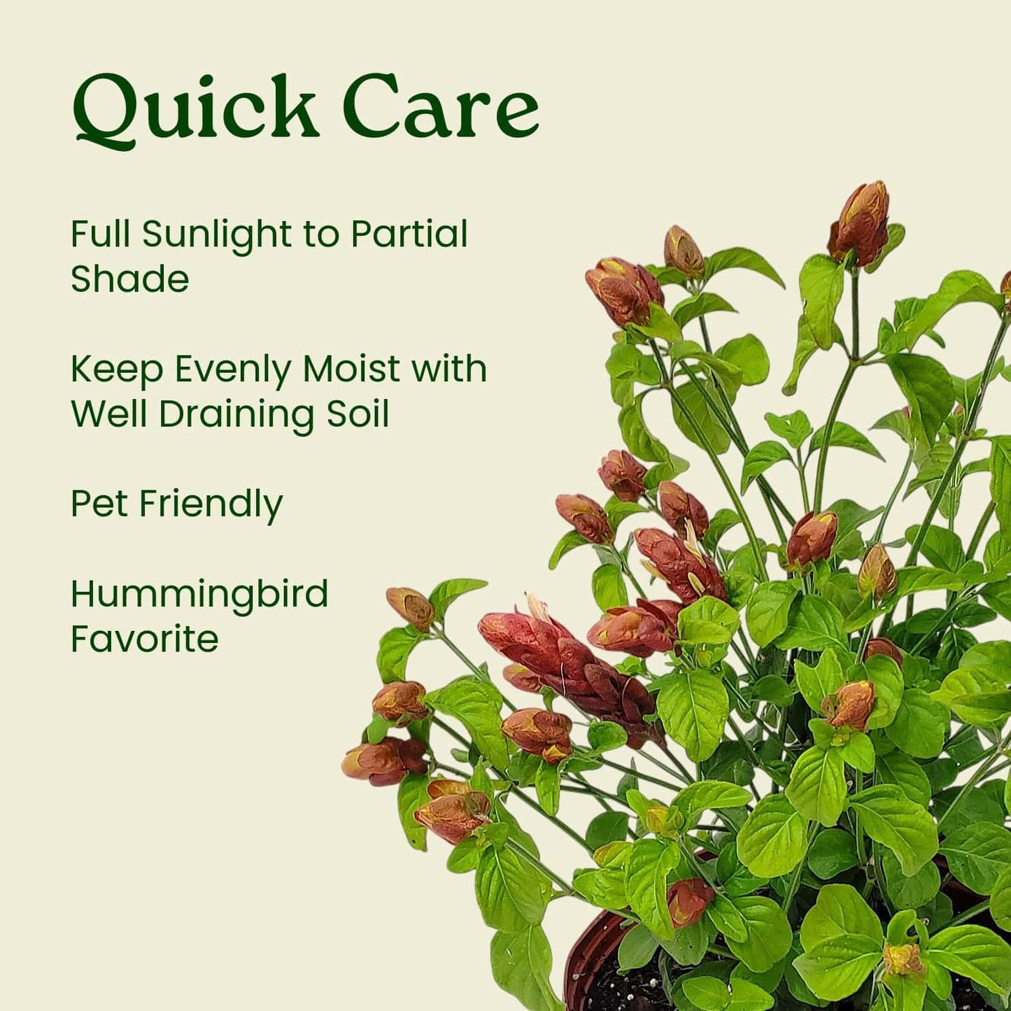 Tropical Plants of Florida Shrimp Plant Bush Live - 3 Gallon 18 to 22 Inch Tall Tropical Flowering Shrub Patio Outdoor Garden Plant
