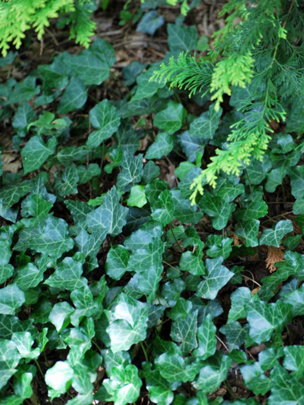 Hedera Helix (English Ivy)
