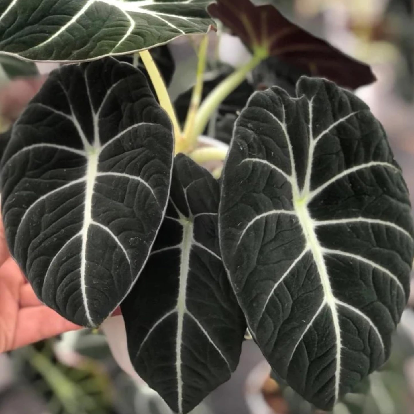 2 Alocasia Black Velvet Live Plants, Black Alocasia Live Plant Indoor Houseplant, Rare Alocasia Plant, No Pot