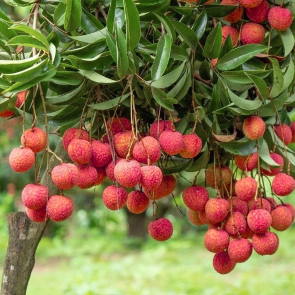 Lychee Tree Live Plant 3 Gallon 2-3 Ft Tall, Red Lychee Tree, Sweet Tropical Fruit Tree for Outdoor Growing, No Ship to CA
