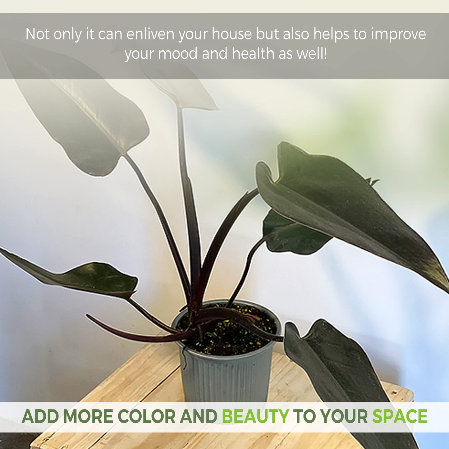 LEAL PLANTS ECUADOR Philodendron Majesty| Philodendron Exotic Houseplant for Living Room| Live Indoor Plants| Philodendron Live plant| philodendron pink princess live plant