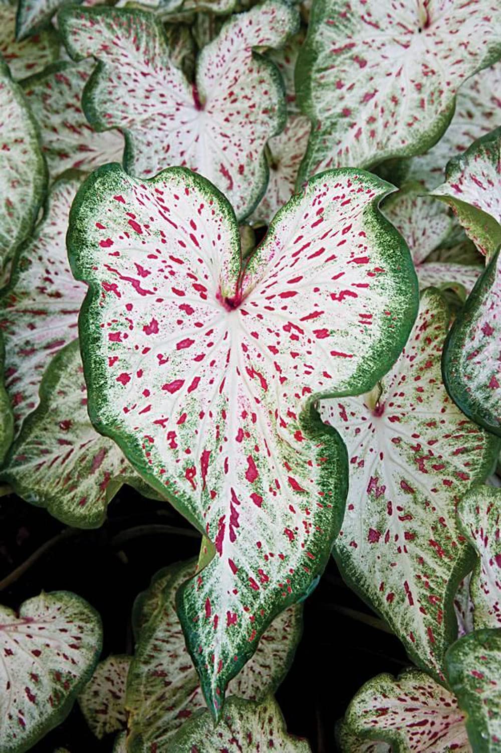 UtopiaSeeds Gingerland Caladium Bulb - Dwarf Fancy Leaf Caladium - 1 Caladium Root
