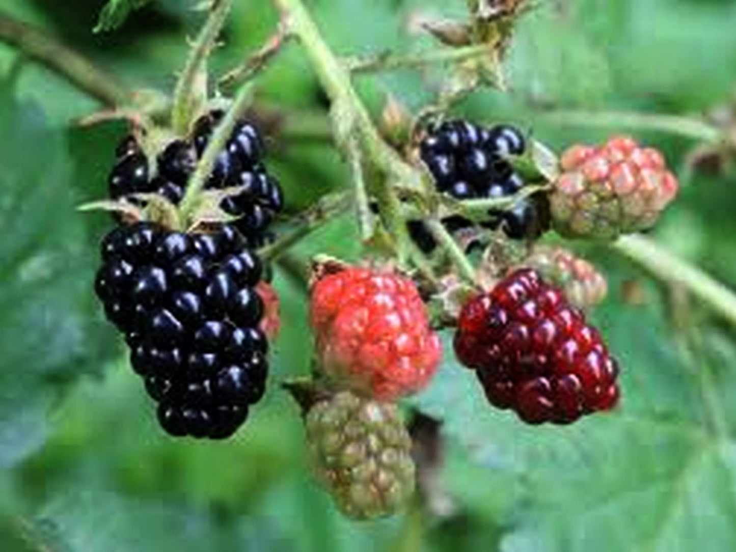 Brazos Heirloom Low Chill Cultivated BlackBerry - Rubus Live Berry Plant - Large Sweet Fruit - Thorny Canes- Warm Climate - 8-12 Inches Tall - 4 Inch Pot