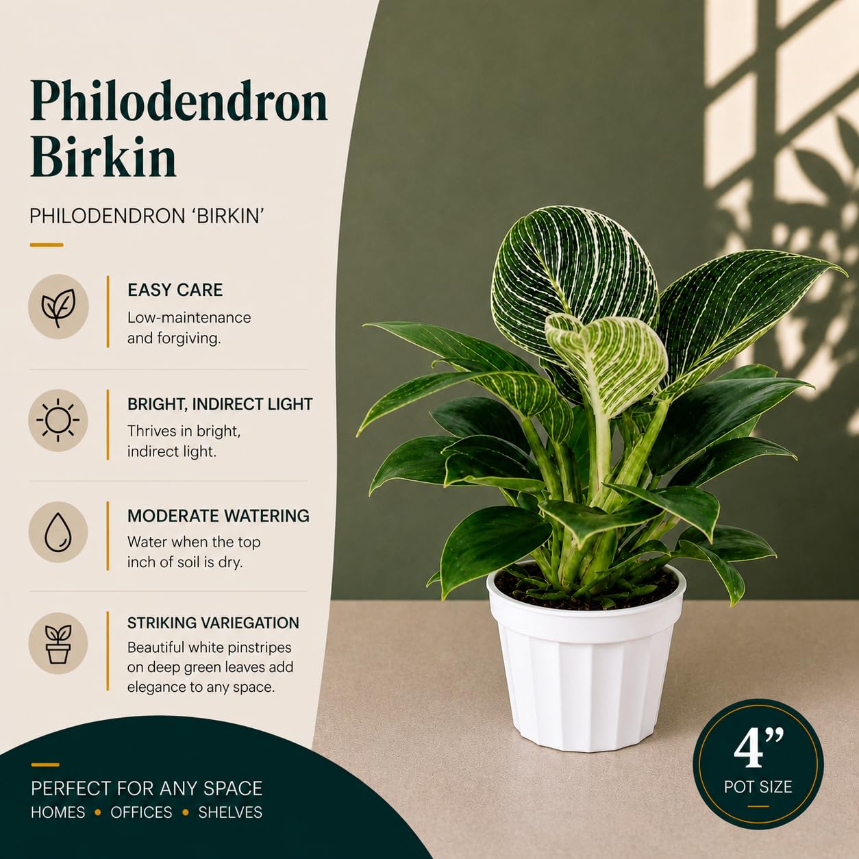 Philodendron Birken Live Plant | Indoor House Plant for Home Decor, Room Decor, Office Decor | Air Purifying Philodendron Houseplant | Elegant Plants Live Houseplants