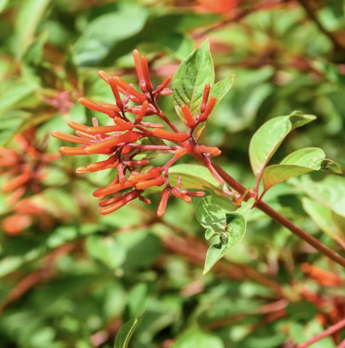 Dwarf Mexican Firebush - 2 Pack Hamelia Patens 'Firefly' Live Plants (5-9") -Compact Hummingbird Magnet - Non-Stop Orange Blooms - Heat Tolerant Patio & Garden Shrub