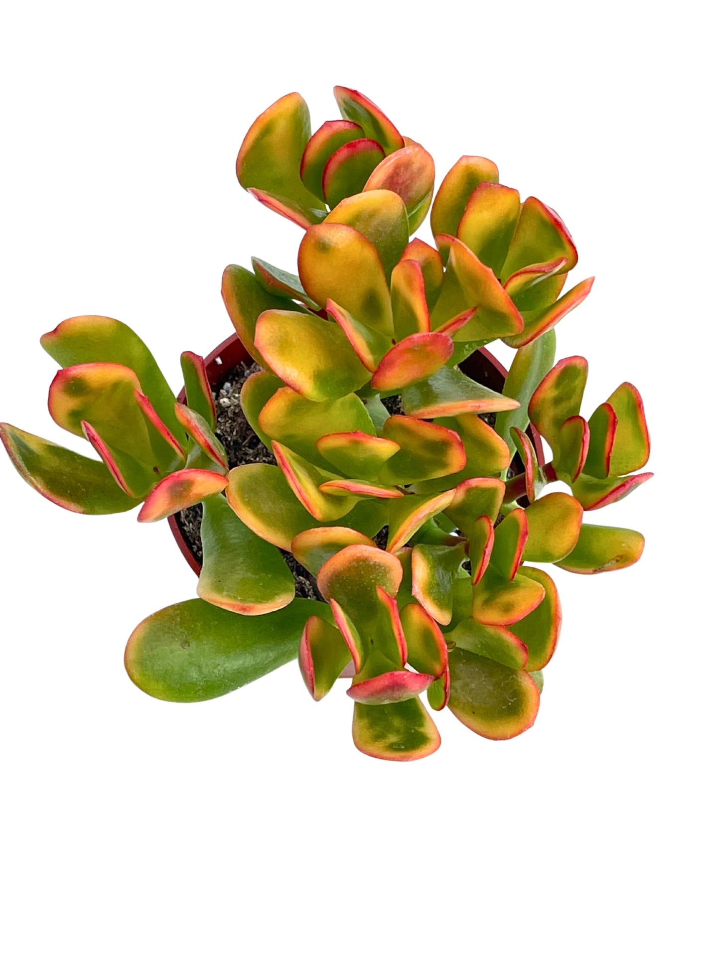 Jade Plant 4" Crassulla Ovata Hummel's Sunset Succulent Plants Live, Easy to Grow Hard to Kill Houseplant by The Succulent Cult
