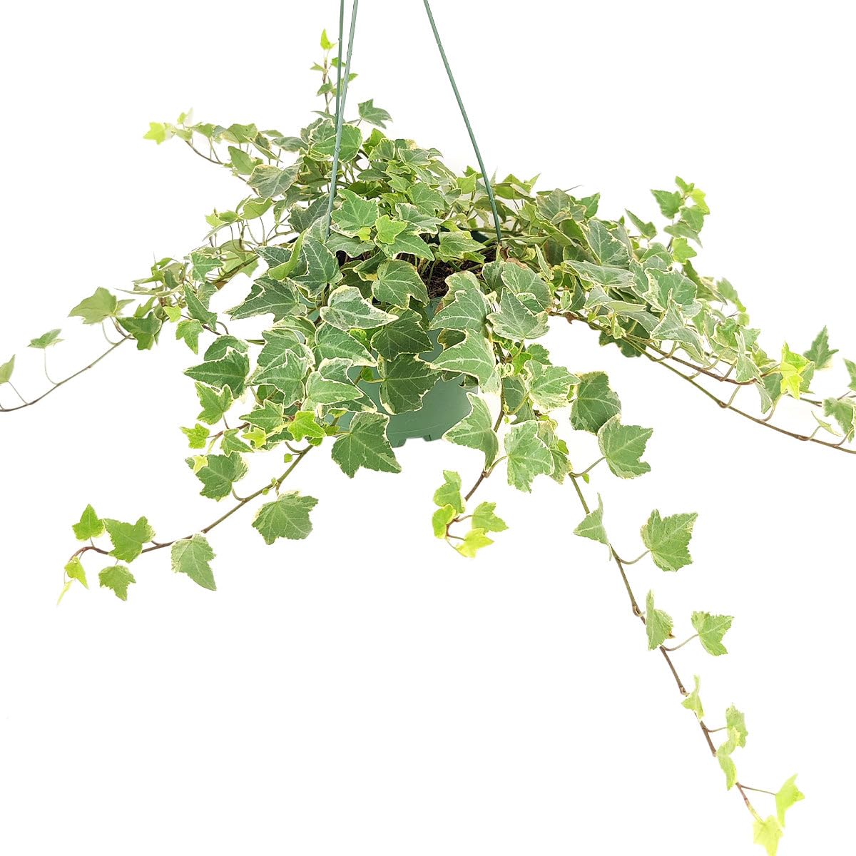 Glacier English Ivy (6 inch) - Air-Purifying Houseplants - 4/6 inch Unique Live Decorative Houseplants - Low-Maintenance Indoor Plants, House Warming Gift, Natural Air Purifier