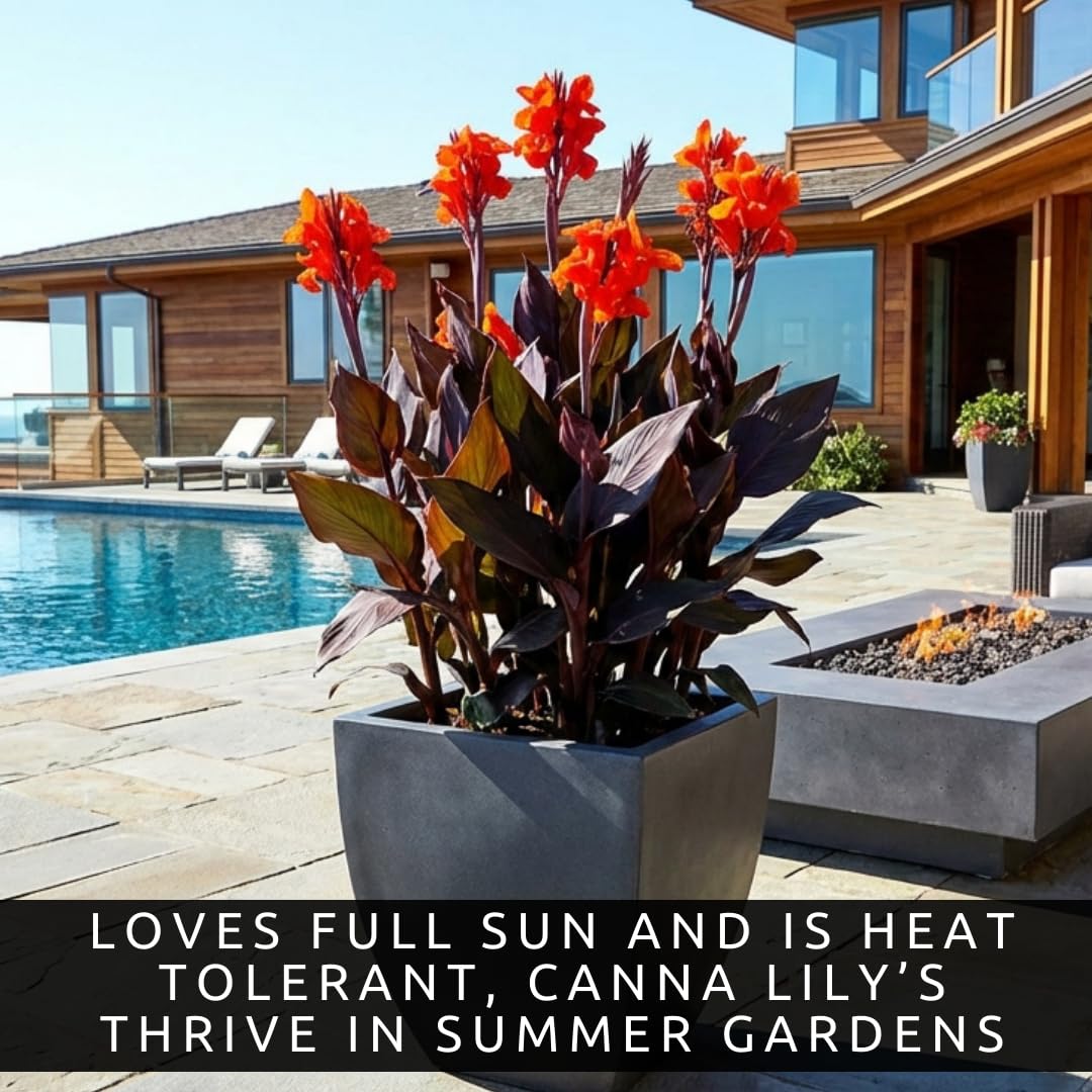3 Black Knight Canna Lily Bulbs for Planting – Deep Red Blooms with Dark Burgundy Foliage – Tall Tropical Summer Flowers – 3 Premium Rhizomes