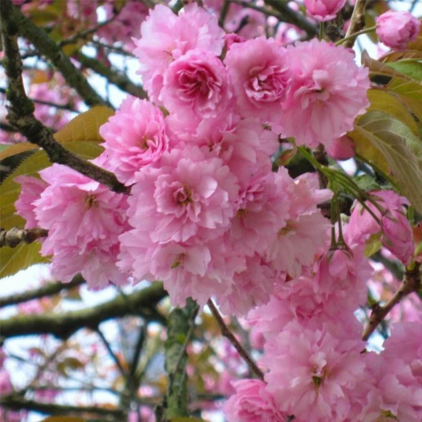Kwanzan Japanese Flowering Cherry Tree - 8-14" Tall Live Plant - 2.5" Pot - Pink Flowering Seedling - Prunus 'Kanzan'
