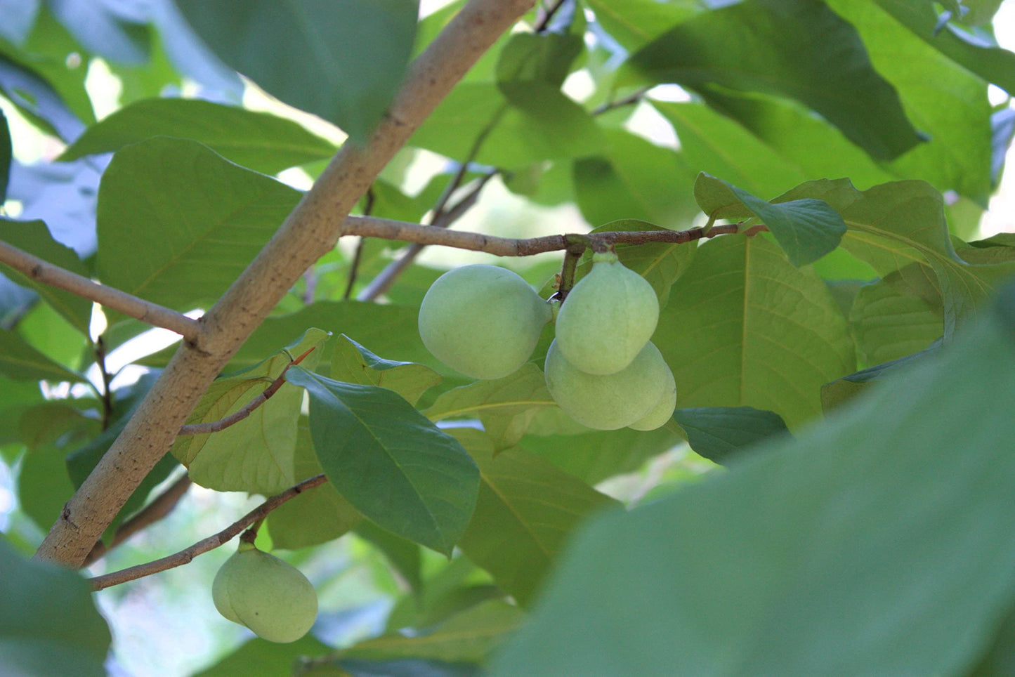Pawpaw Seeds for Planting 10 Seeds Paw Paw Tree (Asimina Triloba)