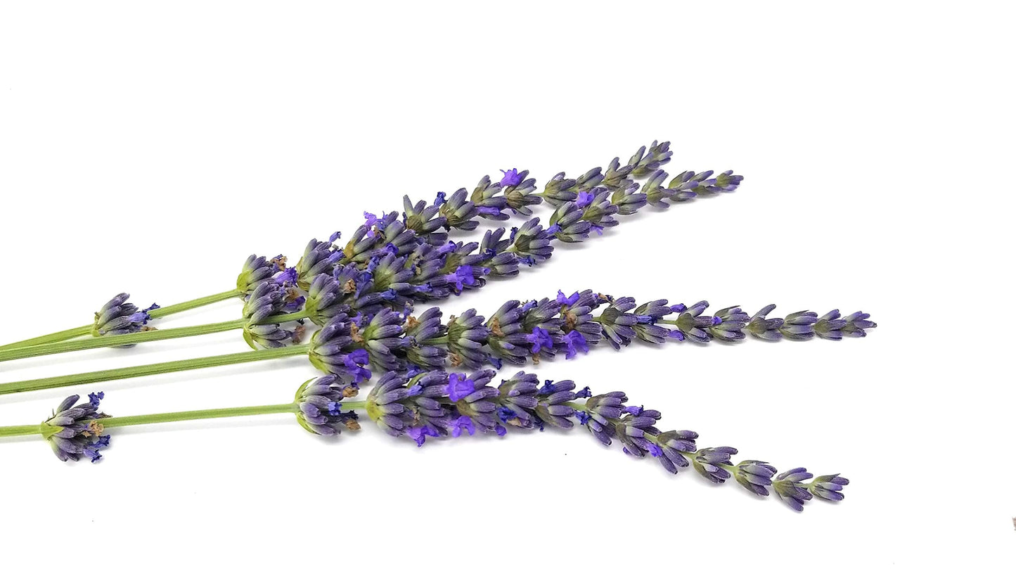 L+ Grosso Lavender — 1 Live Plant in 4" Pots — Deep Violet Flowers — Fragrant, Bee-Friendly, Drought & Deer Resistant Perennial — Zones 5–9, Cut Flower & Sachet