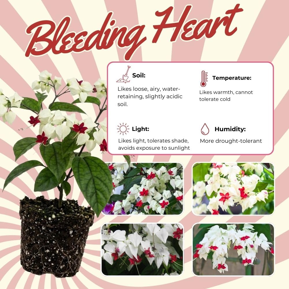 Set 3 White Bleeding Heart Plants Live 4-6 Inch Tall, White Clerodendrum Plant, Bleeding Heart Flowering Vine Plants, Blooming Flowering Vine for Garden Planting