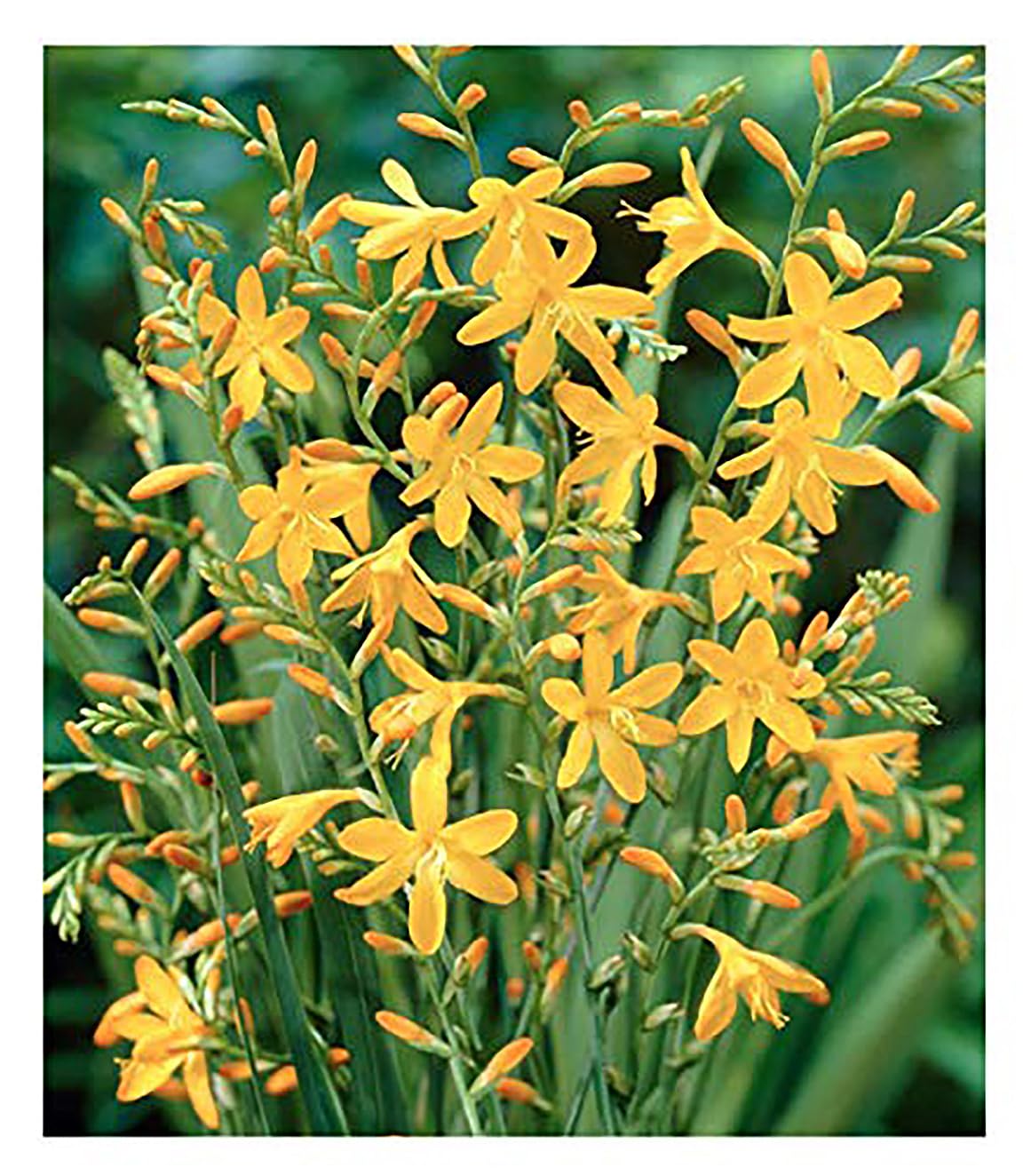 5 Lucifer Crocosmia Blubs - Grows 30-48" Tall.