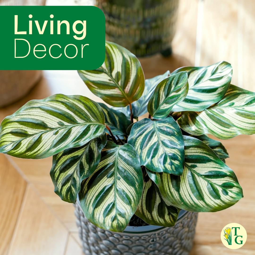 Thorsen's Greenhouse Peacock Calathea, Live Indoor Plant, Safe for Pets, Colorful Foliage, Rare Variety, Peacock Plant, 4" Diameter (Coffee)