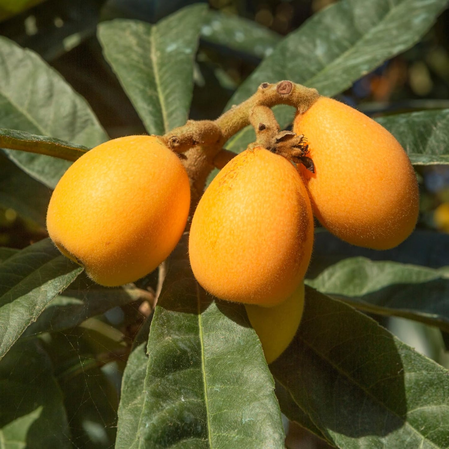 Loquat Tree Plant Live, 10-14'' Tall in Half Gal Pot, Perennial Fruit Plant for Garden or Containers Growing