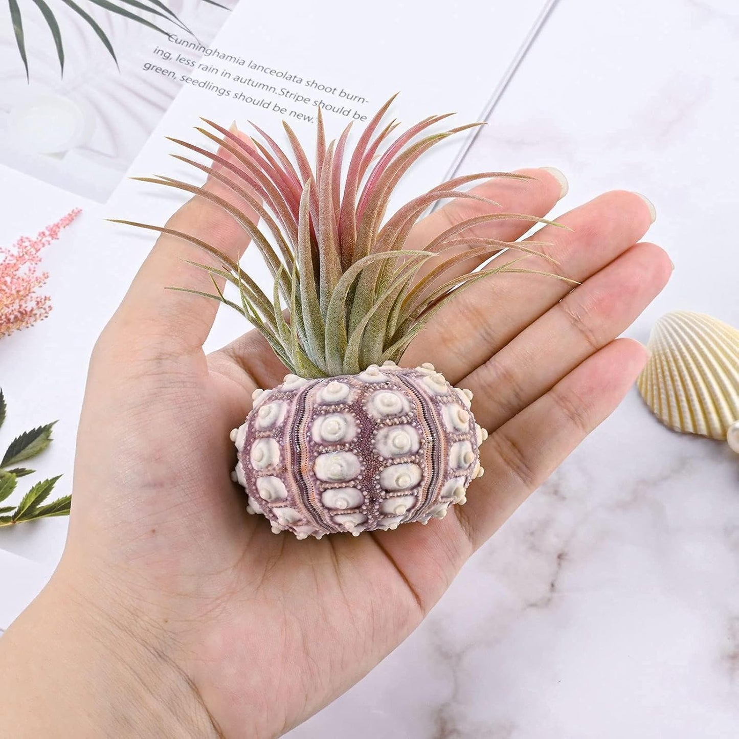 Woosytoo Hanging Air Plant Holders 6PCS – Mini Sea Urchin Shell Hanger Pots for Tillandsia & Succulent Display, Coastal Home & Garden Wall Decor, Indoor Outdoor Hanging Planter Set
