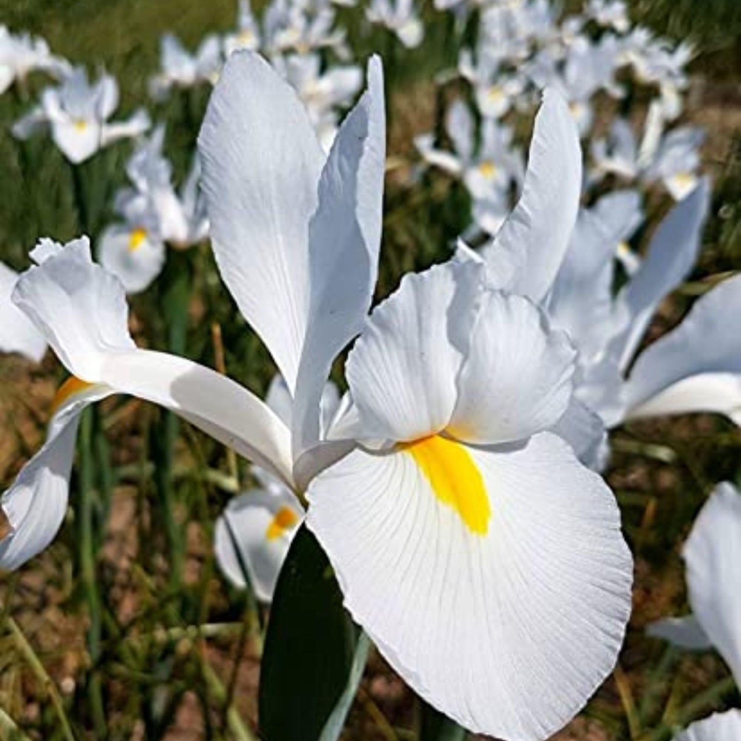 Dutch Iris ‘White Van Vliet’ Bulbs – Elegant White Hollandica Variety | Hardy Mid-Spring Blooms, Deer Resistant, Great for Naturalizing, Borders, and Long-Lasting Cut Flower Arrangements