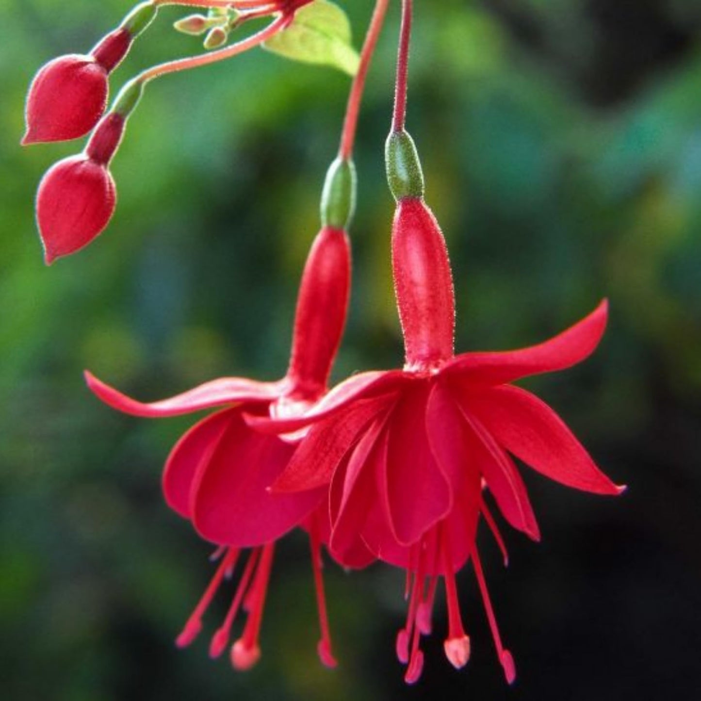 Fuchsia Plant, 3 to 4 Inch Tall Fuchsia Plants Live, Hanging Fuchsias Plants Well Rooted for Planting, Hardy Fuchsias Live Plants, Perennial, Colorful Flowers (Red Flowers)