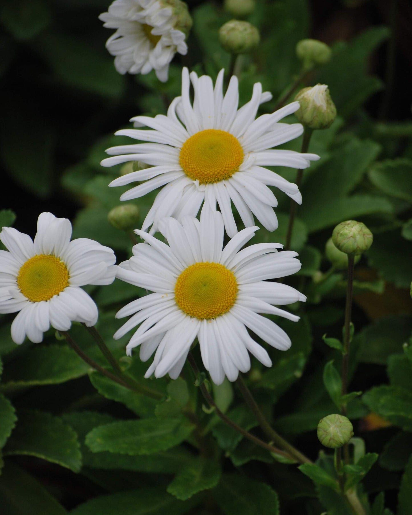 Perennial Farm Marketplace Chrysanthemum nipponicum (Nippon Daisy) Perennial, Size-#1 Container, Big White Flowers
