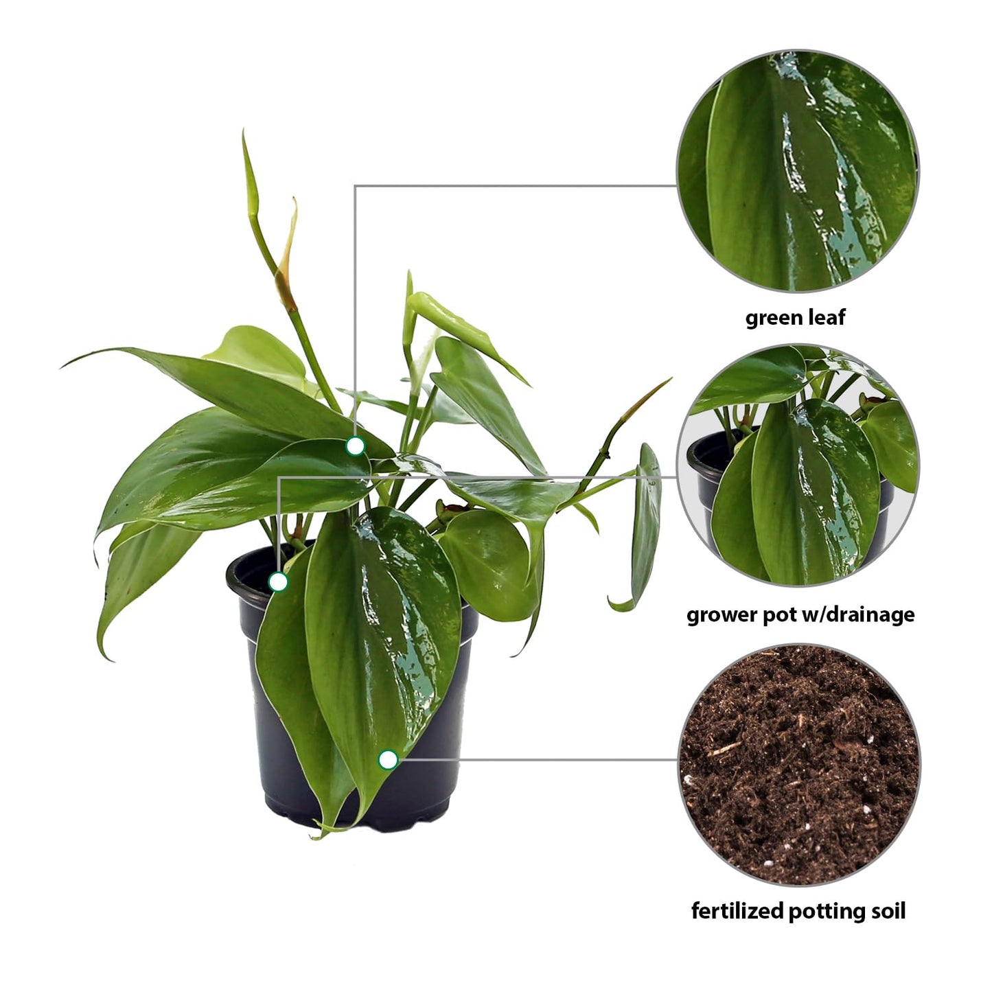 8 Pack Live Heartleaf Green Philodendron, Philodendron Hederaceum, Potted Houseplant, Gardening Gift, Birthday Gift, Sympathy Gift, Plant Lover Gift in 4" Pot