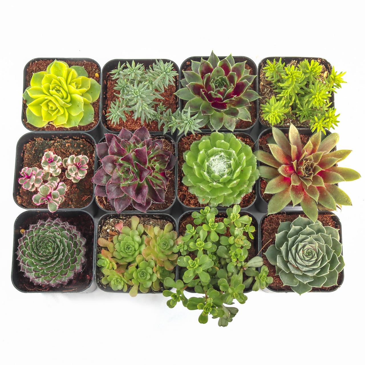 Mountain Crest Gardens Hardy Succulent Variety Pack - 12 Frost-Tolerant Live Plants, Rooted in 2 Inch Pots - Real Outdoor Succulents for Rock Gardens, Landscaping, DIY Arrangements
